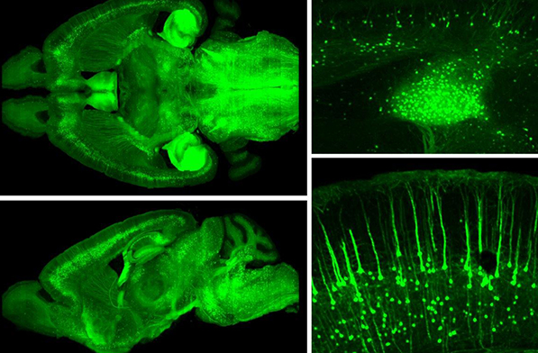 Whole-brain Imaging Service for Mice