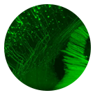 High-Speed 3D Fluorescence Microimaging System for Large Samples High-Speed 3D Fluorescence Microimaging System for Large Samples