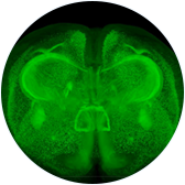 Brain Tissue Imaging Brain Tissue Imaging