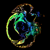 Biological Tissue Imaging Biological Tissue Imaging